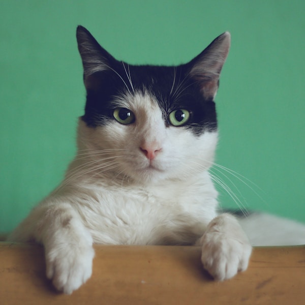 Verschmuste Katze sucht ein liebevolles Zuhause