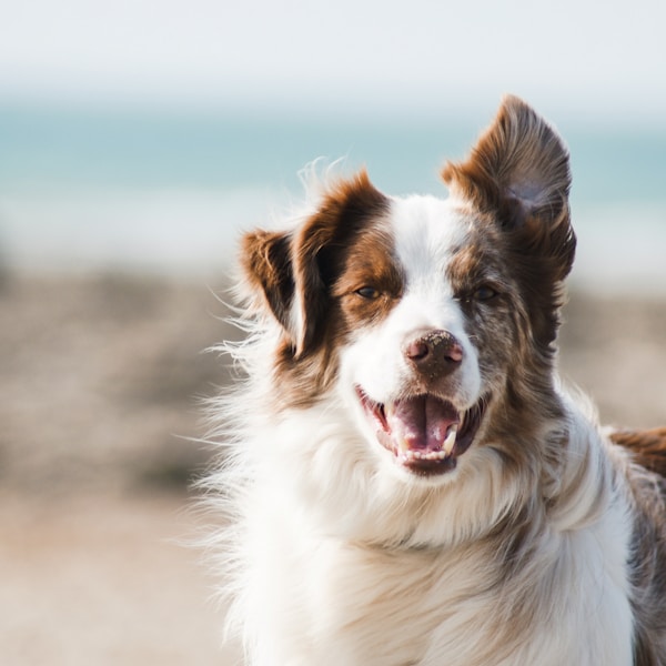 Freundlicher Hund wartet auf Vermittlung
